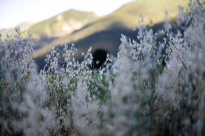 blume
