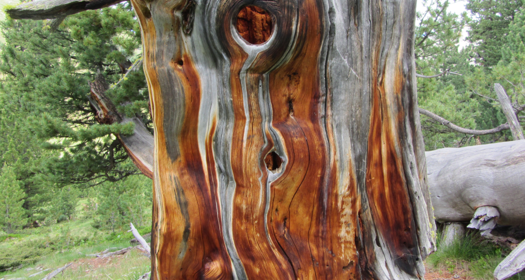 Arve im God da Tamangur