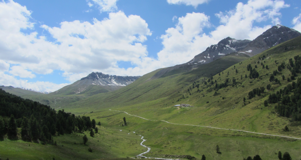 Tamangur Dadora, Blick zur Alp Astras Tamangur Dadora, Blick zur Alp Astras