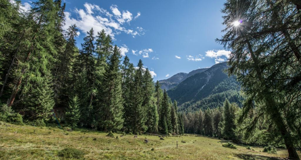 Die Lichtung von Margun Grimmels erinnert an die ehemalige Alp. Die Lichtung von Margun Grimmels erinnert an die ehemalige Alp.