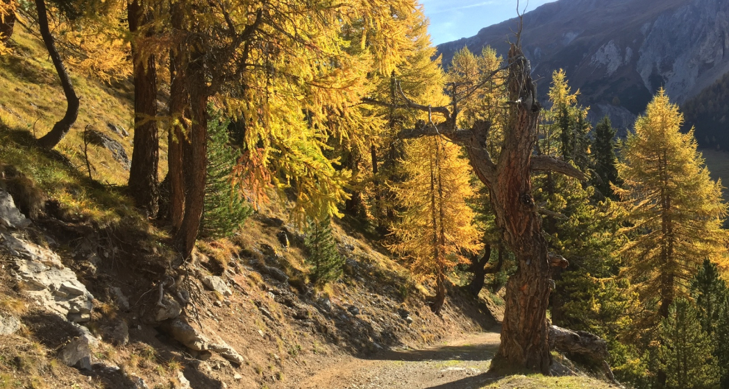Senda Val Müstair vor der Alp Champatsch Senda Val Müstair vor der Alp Champatsch