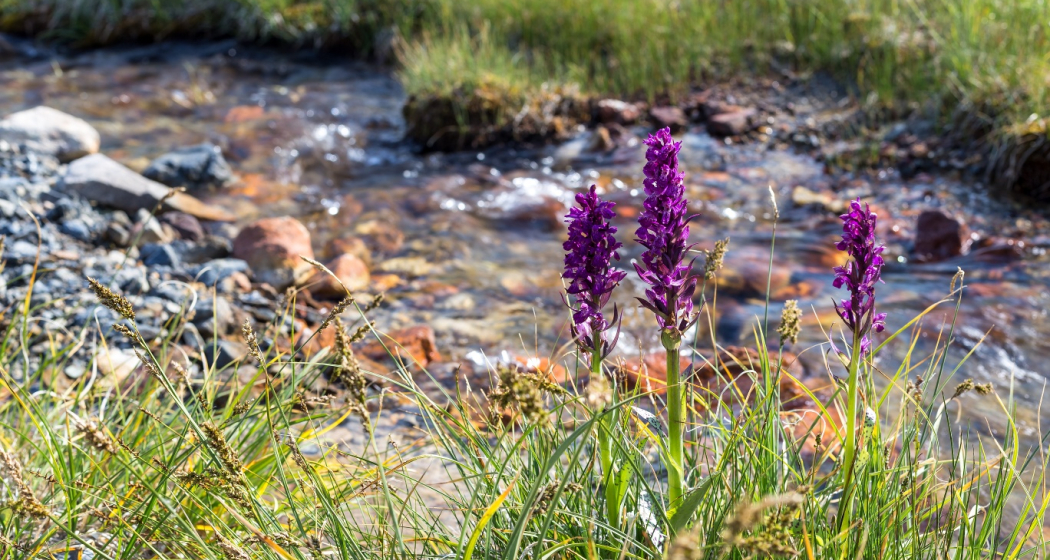 A la riva dal Rom A la riva dal Rom