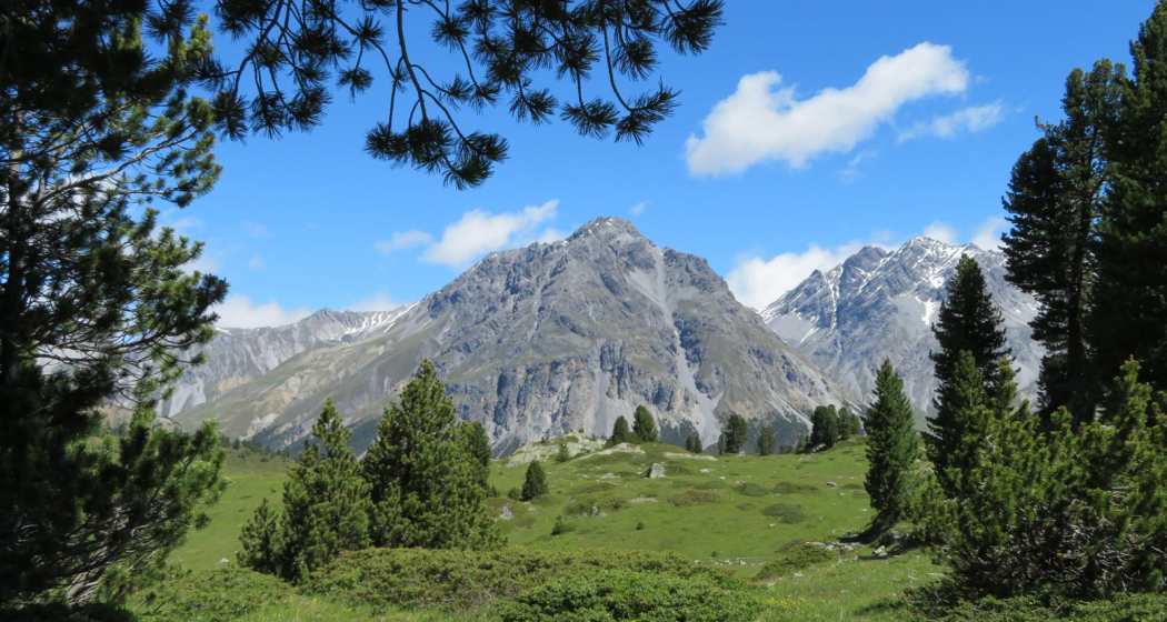 Buffalora - Jufplaun (oua_606870430_image) Buffalora - Jufplaun (oua_606870430_image)