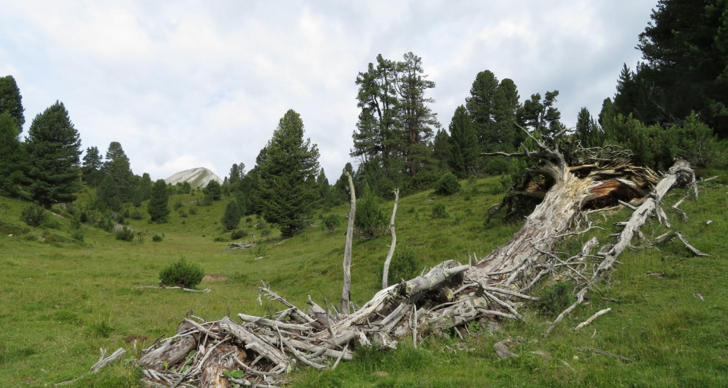 Buffalora - Jufplaun (oua_606870431_image) Buffalora - Jufplaun (oua_606870431_image)