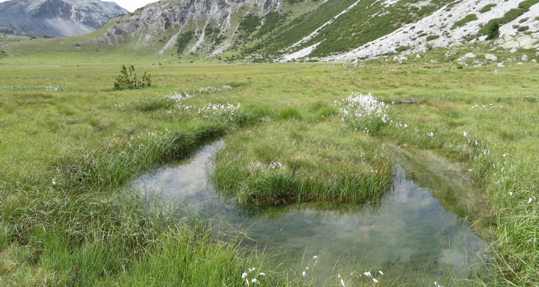 Buffalora - Jufplaun (oua_606870432_image) Buffalora - Jufplaun (oua_606870432_image)