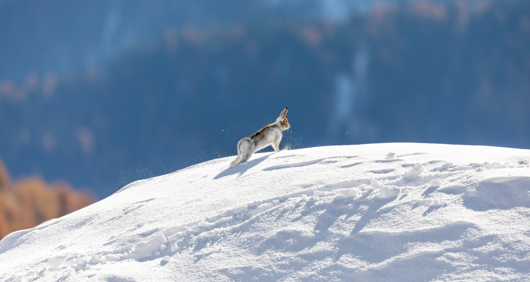 Alpenschneehase