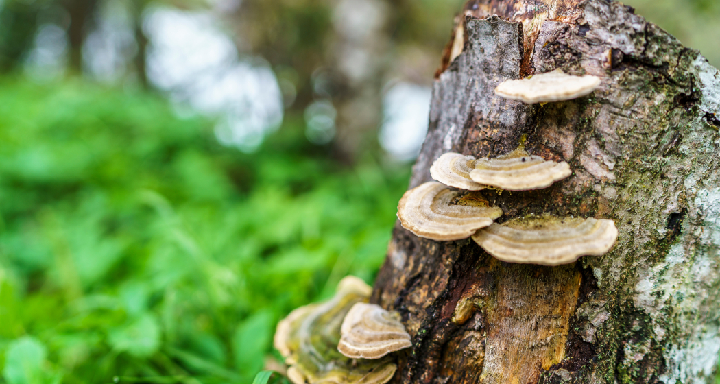 Natürliche, bergbachtypische Vegetationsgesellschaften Natürliche, bergbachtypische Vegetationsgesellschaften