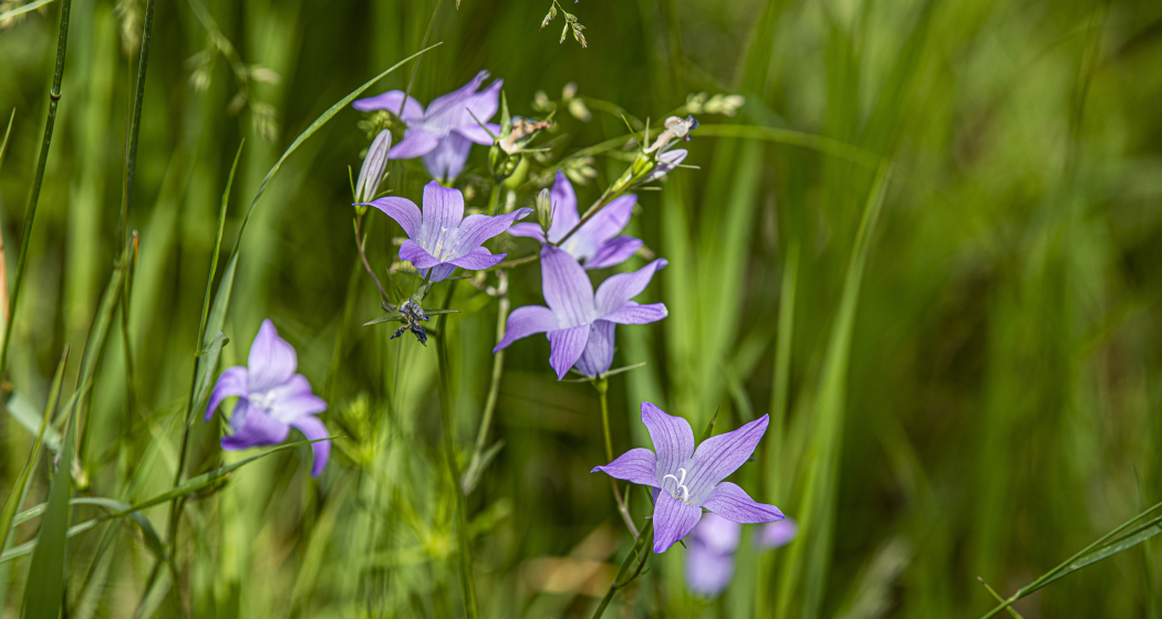 Glockenblume Glockenblume
