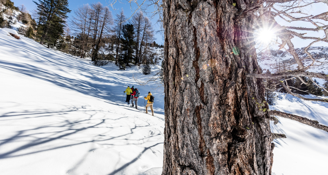 Schneeschuhweg Tschierv - Fuldera (oua_93369458_image) Schneeschuhweg Tschierv - Fuldera (oua_93369458_image)