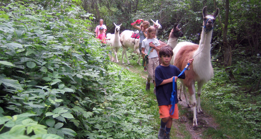 Mit Lamas unterwegs – individuelle Lamatrekking-Touren (gdl_274856423_image) Mit Lamas unterwegs – individuelle Lamatrekking-Touren (gdl_274856423_image)