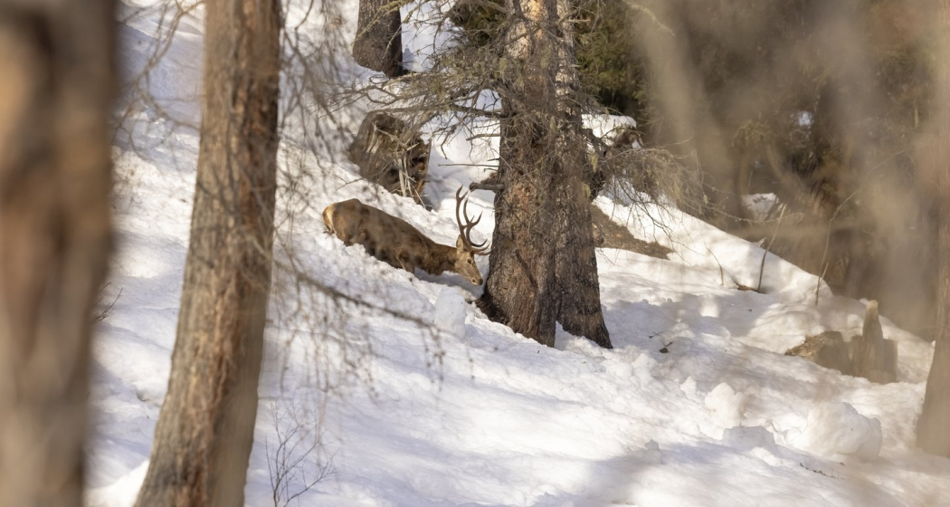 Wildtiere im Winter (gdl_900188664_image)
