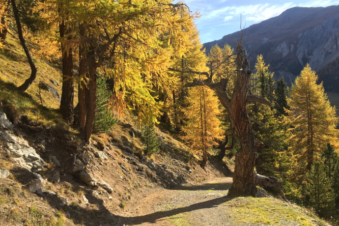 Val Müstair trail in front of Alp Champatsch