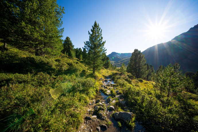 In the larch forest God da Tamangur.