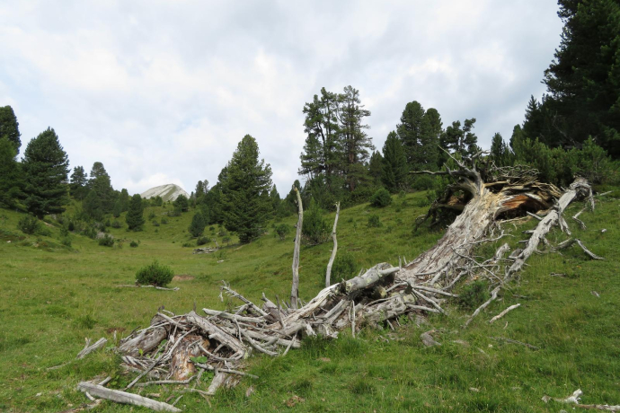 Buffalora - Jufplaun (oua_606870431_image)