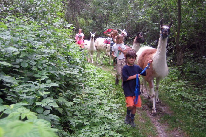 Mit Lamas unterwegs – individuelle Lamatrekking-Touren (gdl_274856423_image)