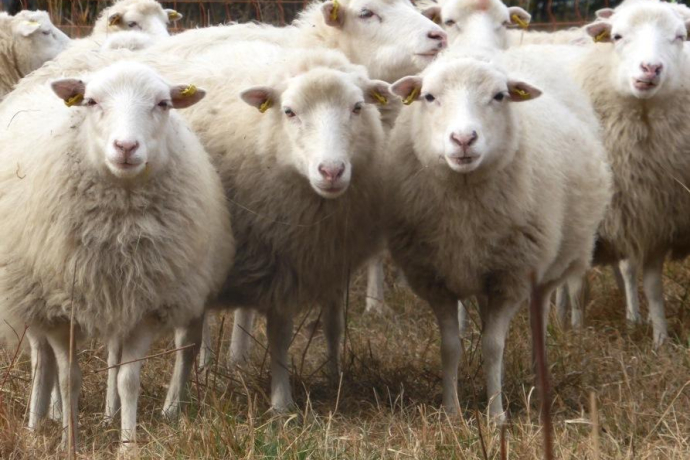 Schau-Stall (gdl_525472182_image)