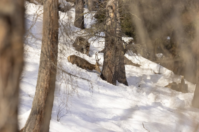 Wildtiere im Winter (gdl_900188664_image)
