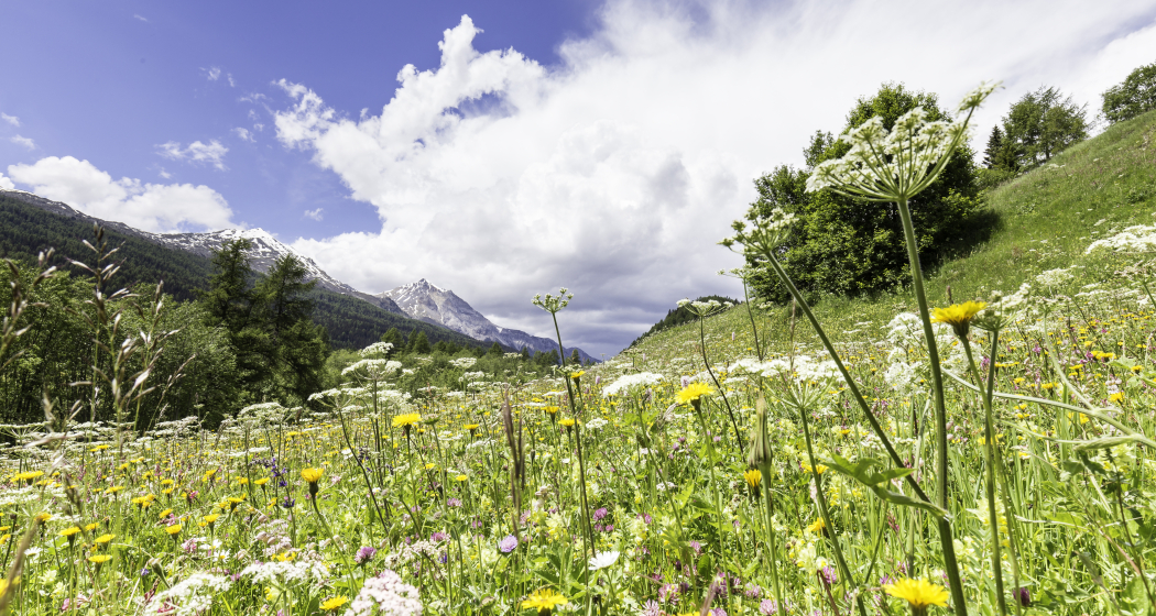 Fettwiesen bei Fuldera