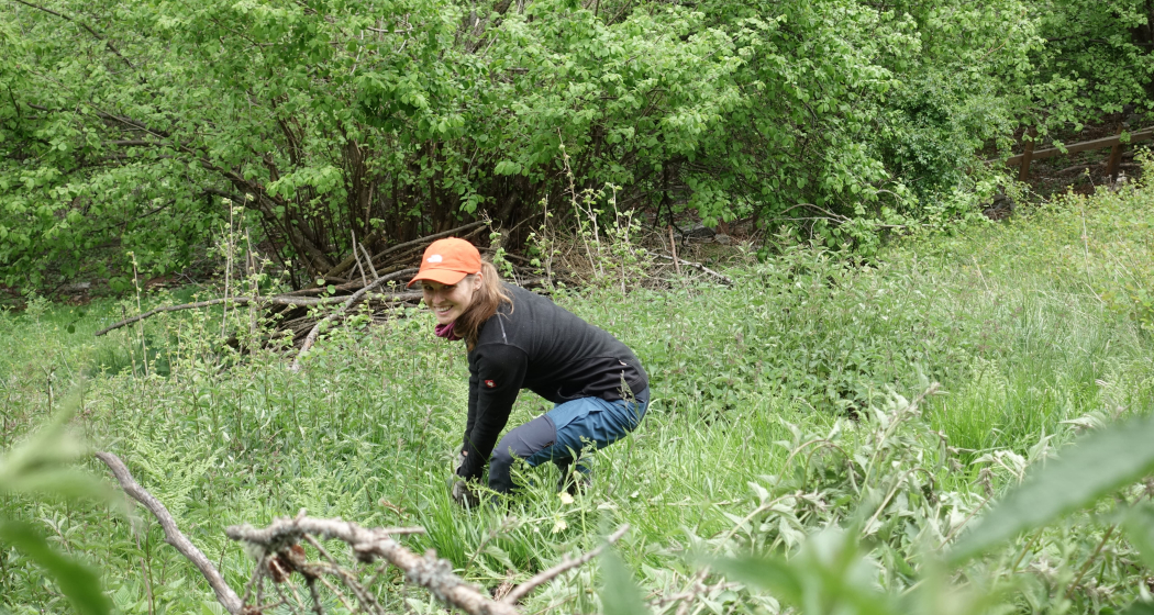 Bergwaldprojekt Bergwaldprojekt