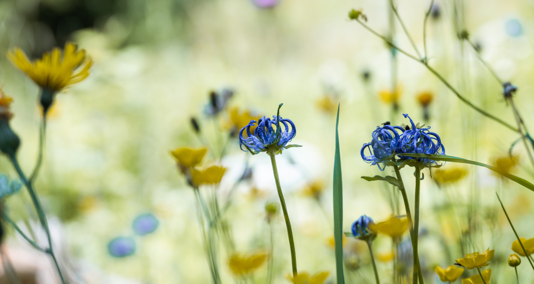 Biodiversità