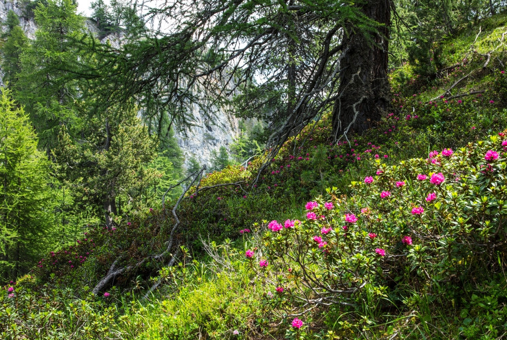 Alpenrosen