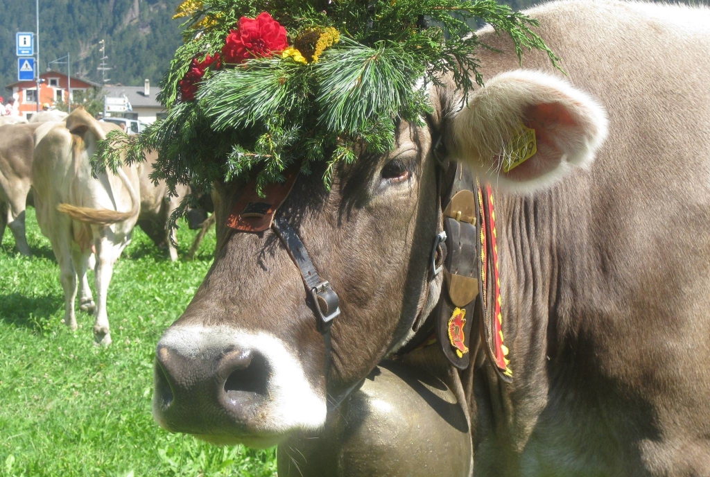 Alpabzug im Val Müstair.