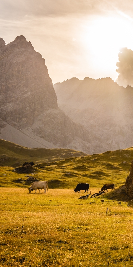 Freilaufende Pferde im Val Mora, auf der dritten Etappe der BIke-Tour.