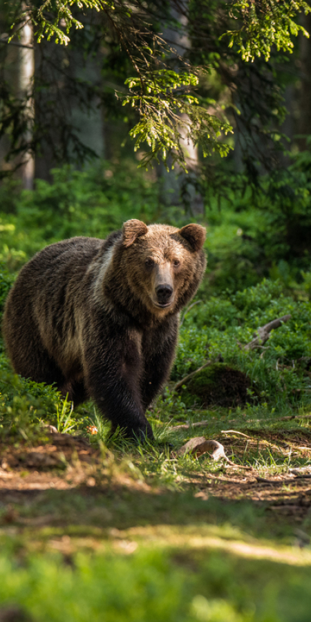 Bär