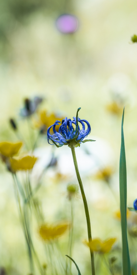 Biodiversità