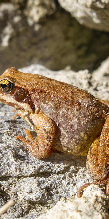 Tümpel für Frosch & Co.