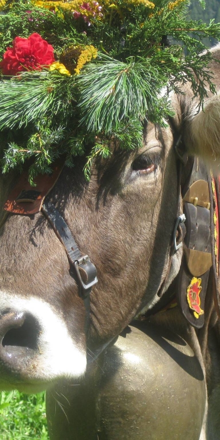 Alpabzug im Val Müstair.