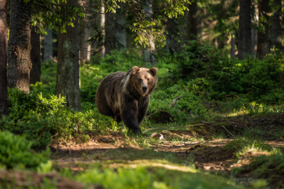 Bär
