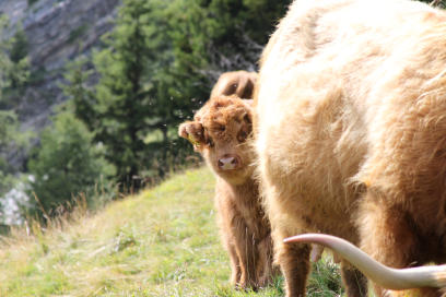 mutterkuh-tiere-landitschaft-valmüstair