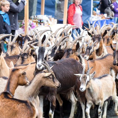 Erntedankfest in Valchava
