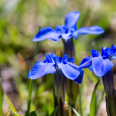 Enziane auf der Alp Champatsch Enziane auf der Alp Champatsch