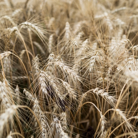 Genussvolle Schnitzeljagd: Dal gran al pan – vom Korn zum Brot Genussvolle Schnitzeljagd: Dal gran al pan – vom Korn zum Brot