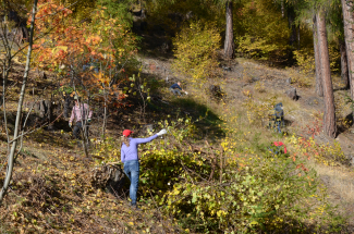 Entbuschen von Alpweiden