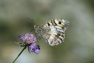 Felsenfalter Felsenfalter