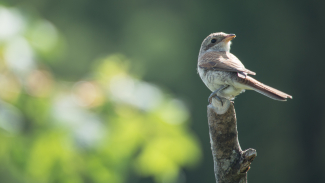 Neuntöter Neuntöter