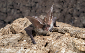 Alpenlangohr Alpenlangohr