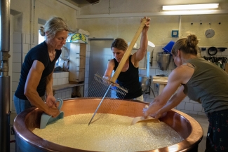 Die eingedickte Milch wird mit der Käseharfe zu Bruch zerkleinert.