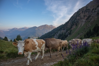 Aita Largiadèr – ein Vierteljahrhundert z’Alp