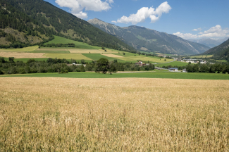 Sommerweizen im Val Müstair
