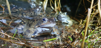 Tümpel für Frosch & Co.