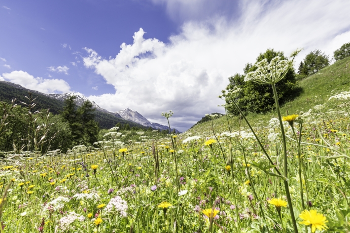 Fettwiesen bei Fuldera Fettwiesen bei Fuldera