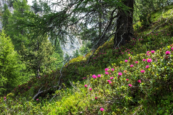 Alpenrosen Alpenrosen