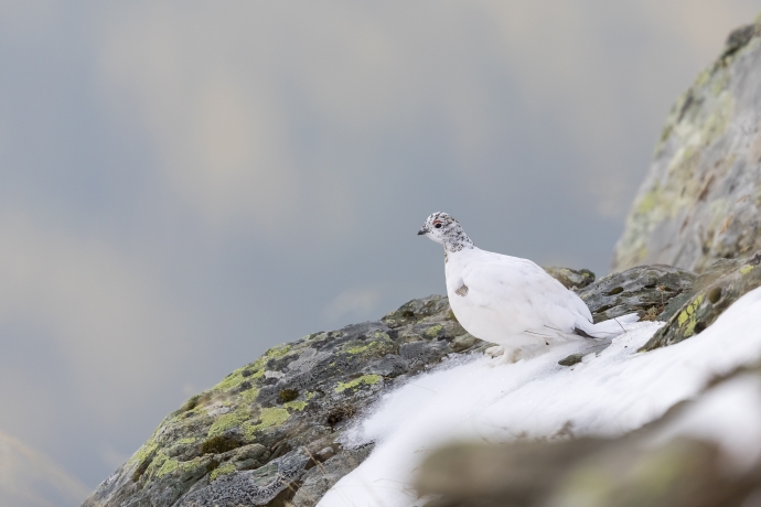 Alpenschneehuhn Alpenschneehuhn
