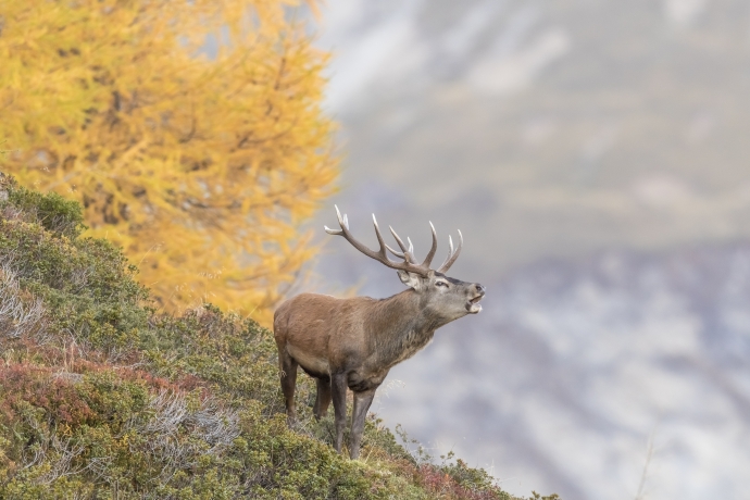 Hirsch Hirsch