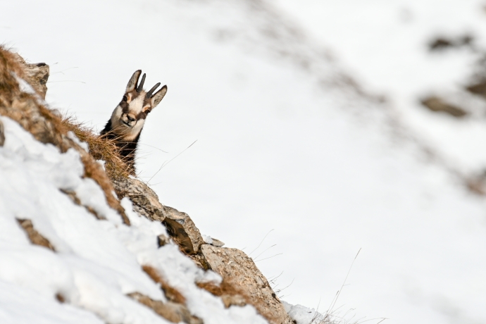 Winterruhe für Wildtiere (Foto: © SNP / Hans Lozza) Winterruhe für Wildtiere
