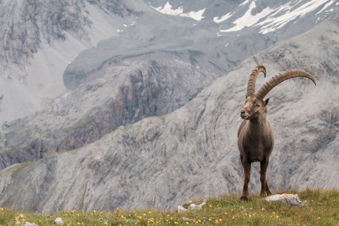 Steinbock Steinbock